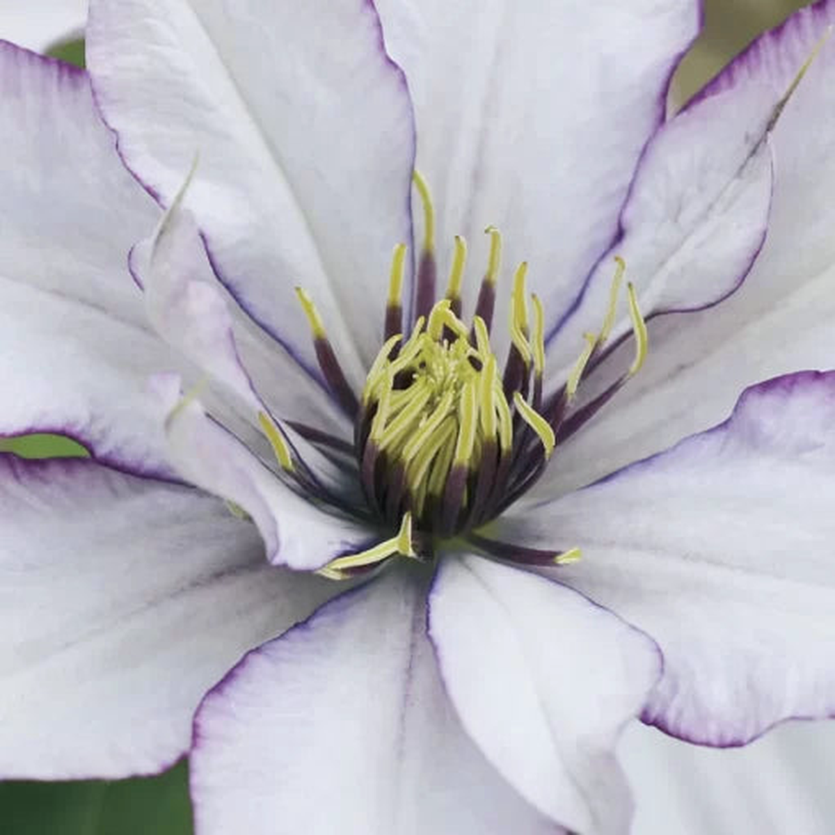 Samaritan Jo Clematis Seeds | Pastel Bi-Color Clematis Vine  Heirloom, Non-GMO, High Germination Organic Garden Seeds