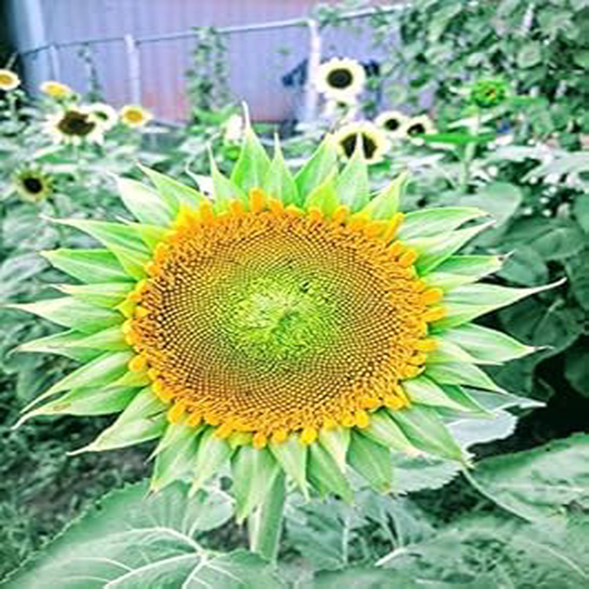 Sea Green Sunflower Perennial Flower Seeds Heirloom Non-GMO Seeds for Planting & Organic Garden Blooms