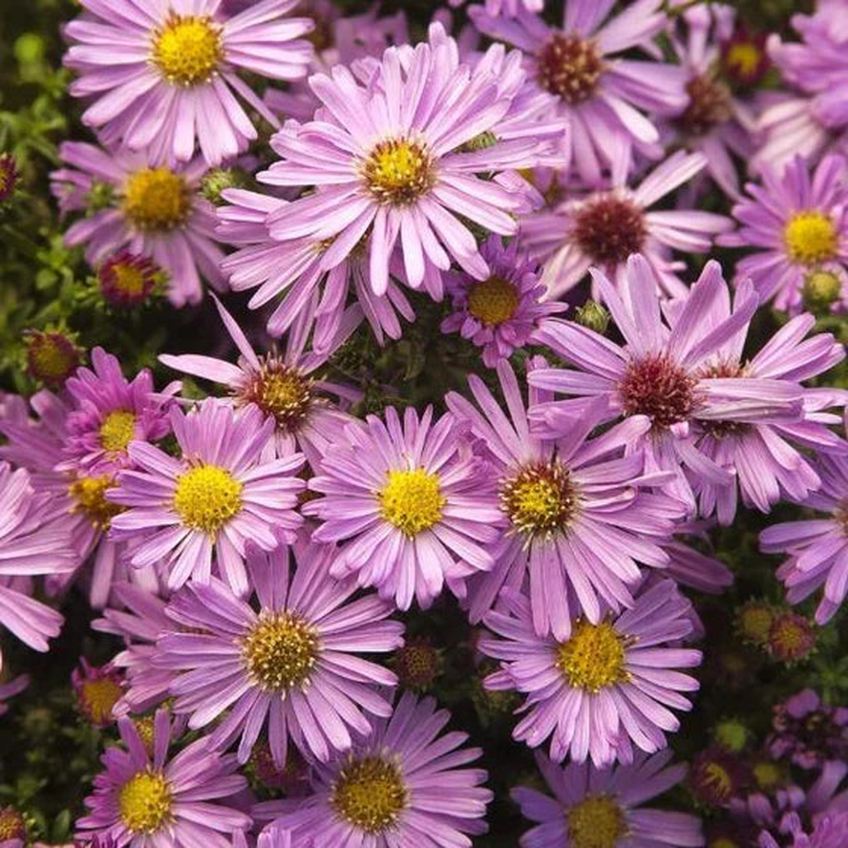 Soft Pink Aster Seeds for Planting - Cultivate Lovely Asters