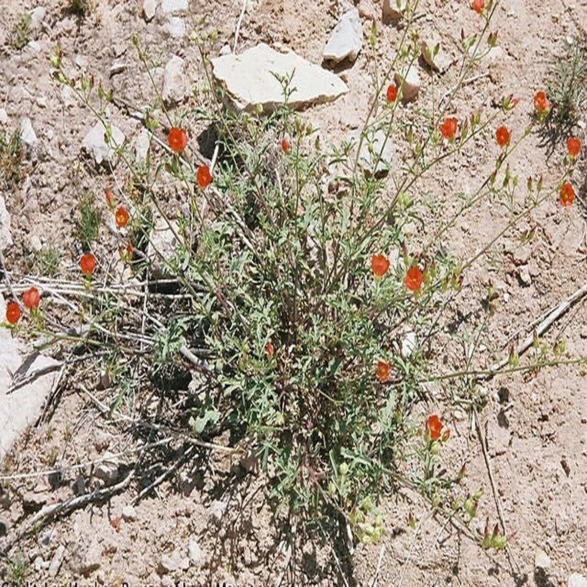 Sphaeralcea gierischii Gierisch s Globemallow Seeds Heirloom, Non-GMO, High Germination Organic Garden Seeds