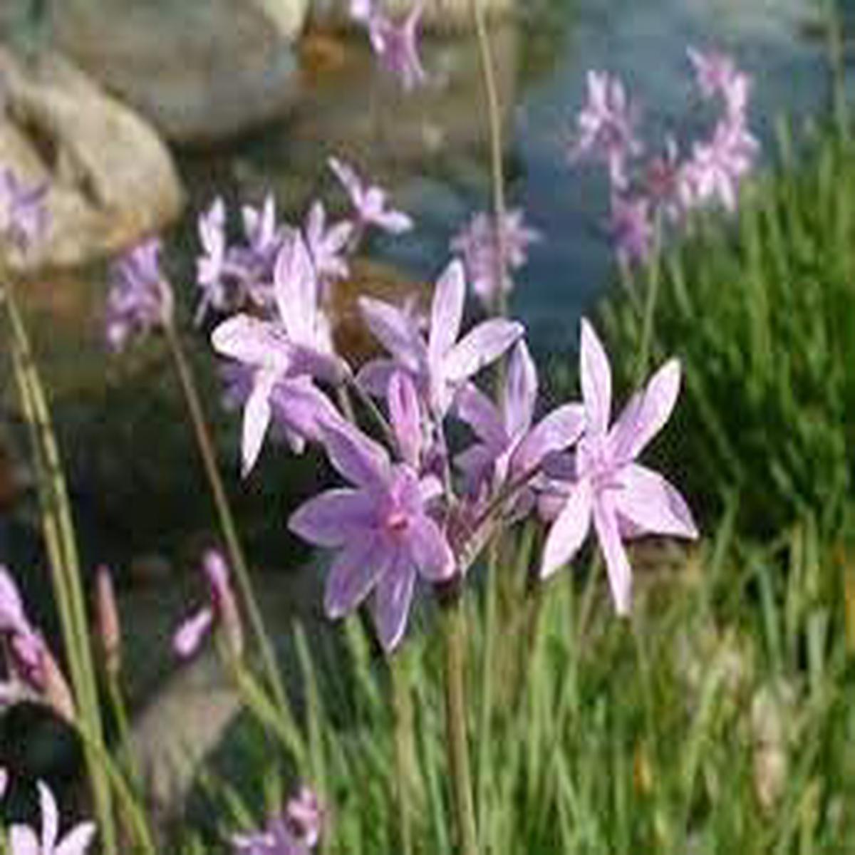 Tulbaghia Flower seeds for Planting - Bright Blooms, Heirloom & GMO Free Seeds for Home Garden