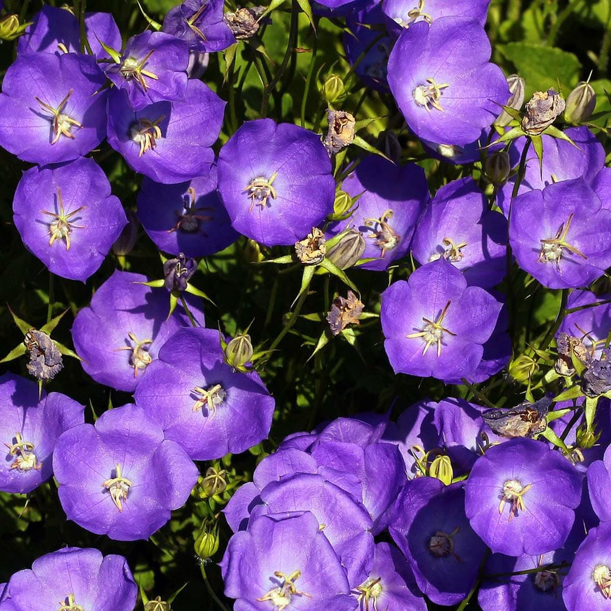 Tussock Bellflower (Campanula poscharskyana) Seeds for Planting  Heirloom, Non-GMO, Easy to Grow, Perennial