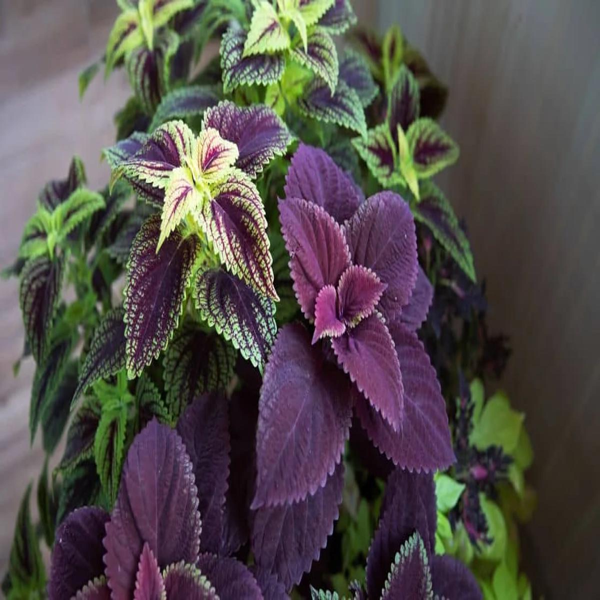 Violet Coleus Flower seeds for Planting Garden Favorite, Heirloom & Non-GMO Seeds for Home Garden