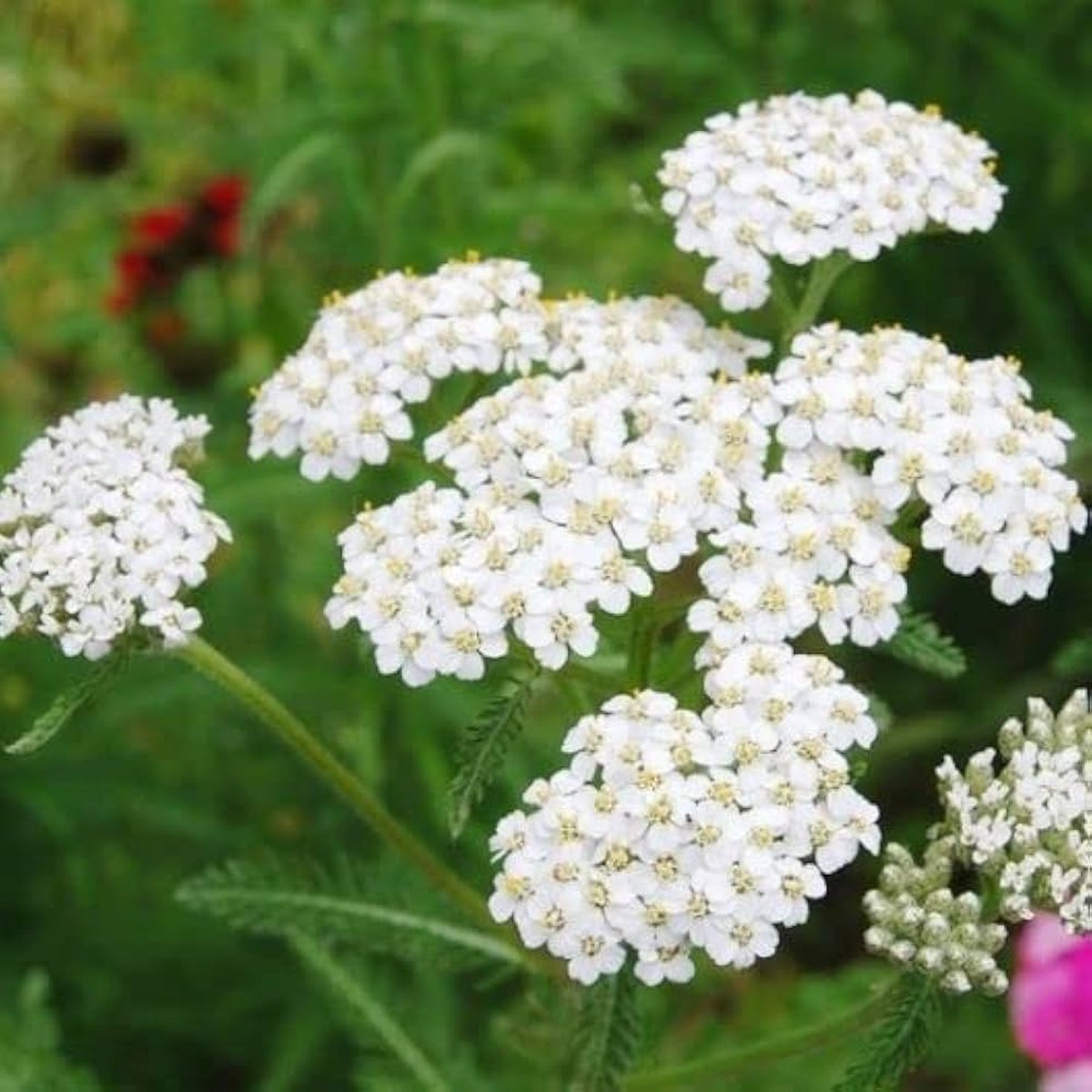 White Achillea Flower seeds for Planting - Colorful Display, Heirloom & GMO Free Seeds for Home Garden