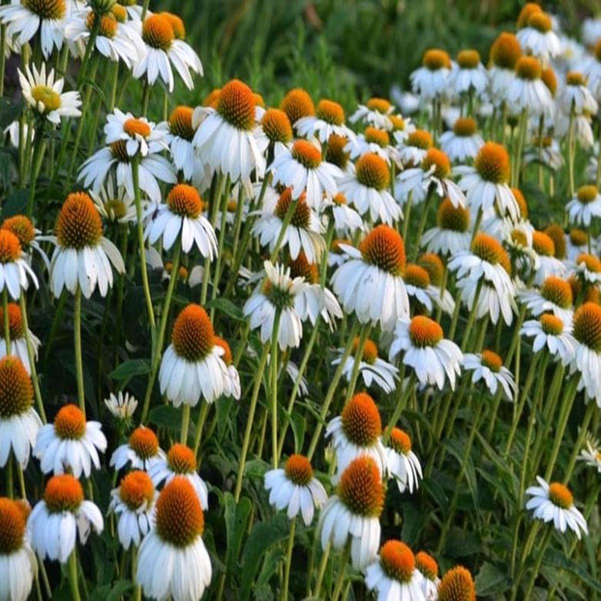 White Echinacea Flower Seeds for Planting  Vibrant Colors, Heirloom, Non-GMO, Home Garden