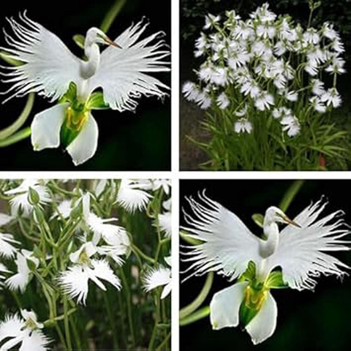 White Egret Orchid Flower Seeds for Planting  Heirloom, Non-GMO Vibrant Organic Garden Seeds