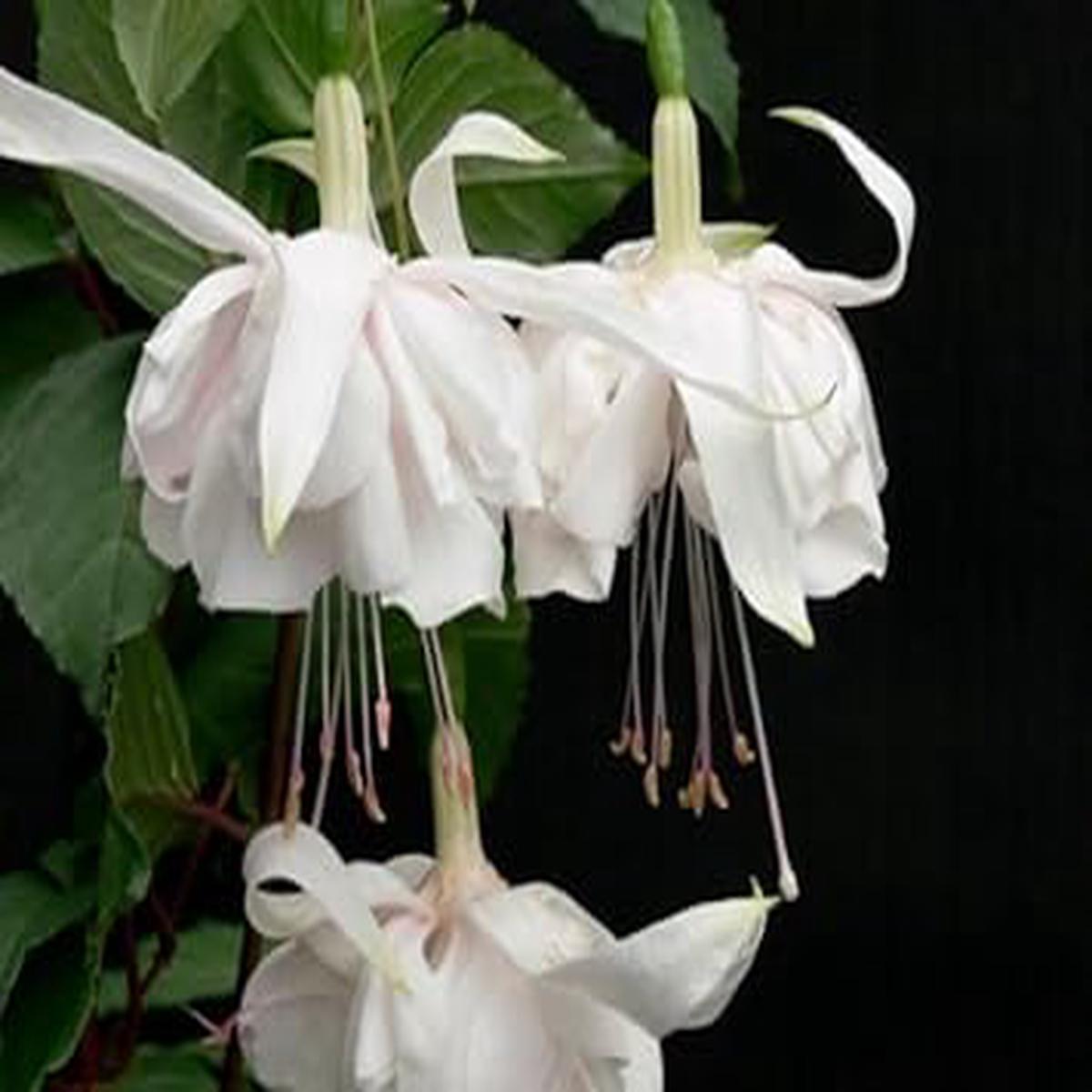 White Fuchsia Hybrida Flower Seeds  Heirloom Non-GMO Seeds for Vibrant Garden Planting