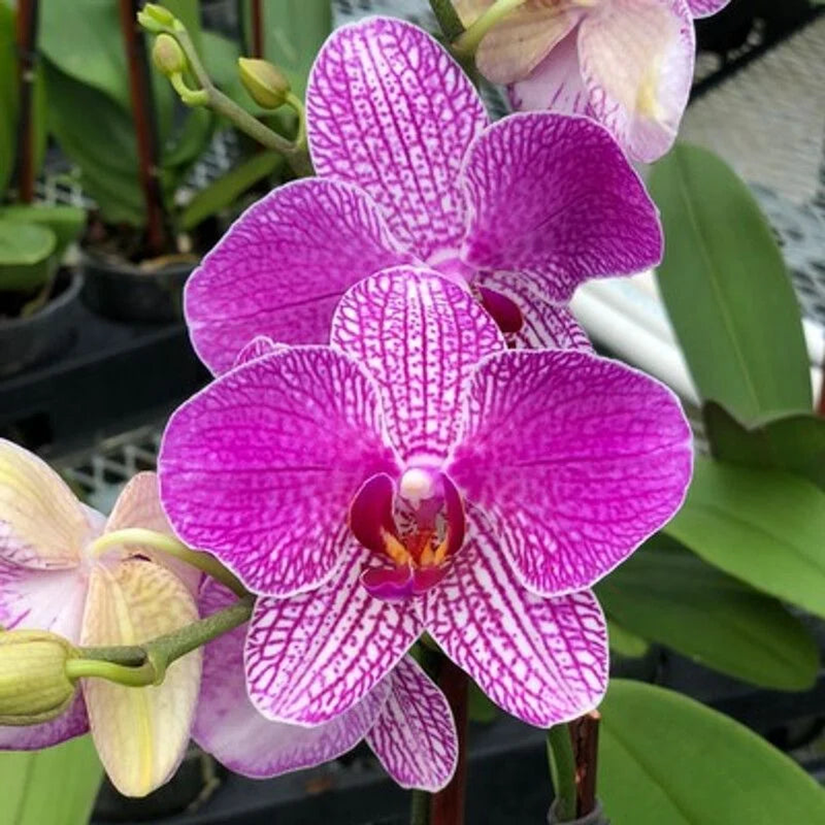 White Violet Phalaenopsis Orchid Flower Seeds for Planting  Heirloom, Non-GMO, Organic Garden Seeds