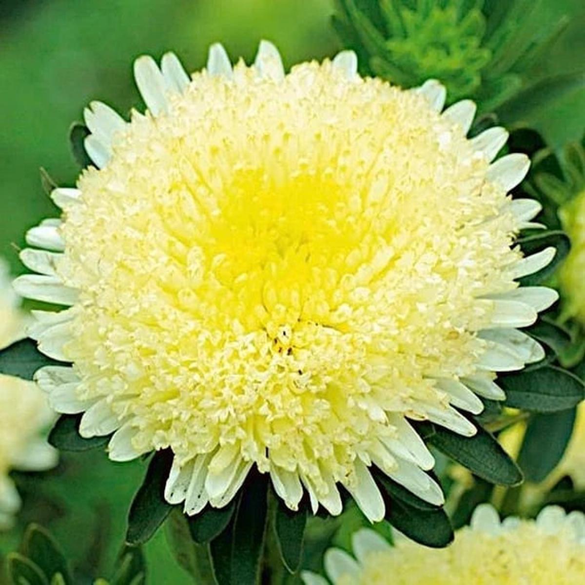 Yellow China Aster Flower Seeds for Planting Heirloom, Non-GMO, High Germination Organic Garden Seeds
