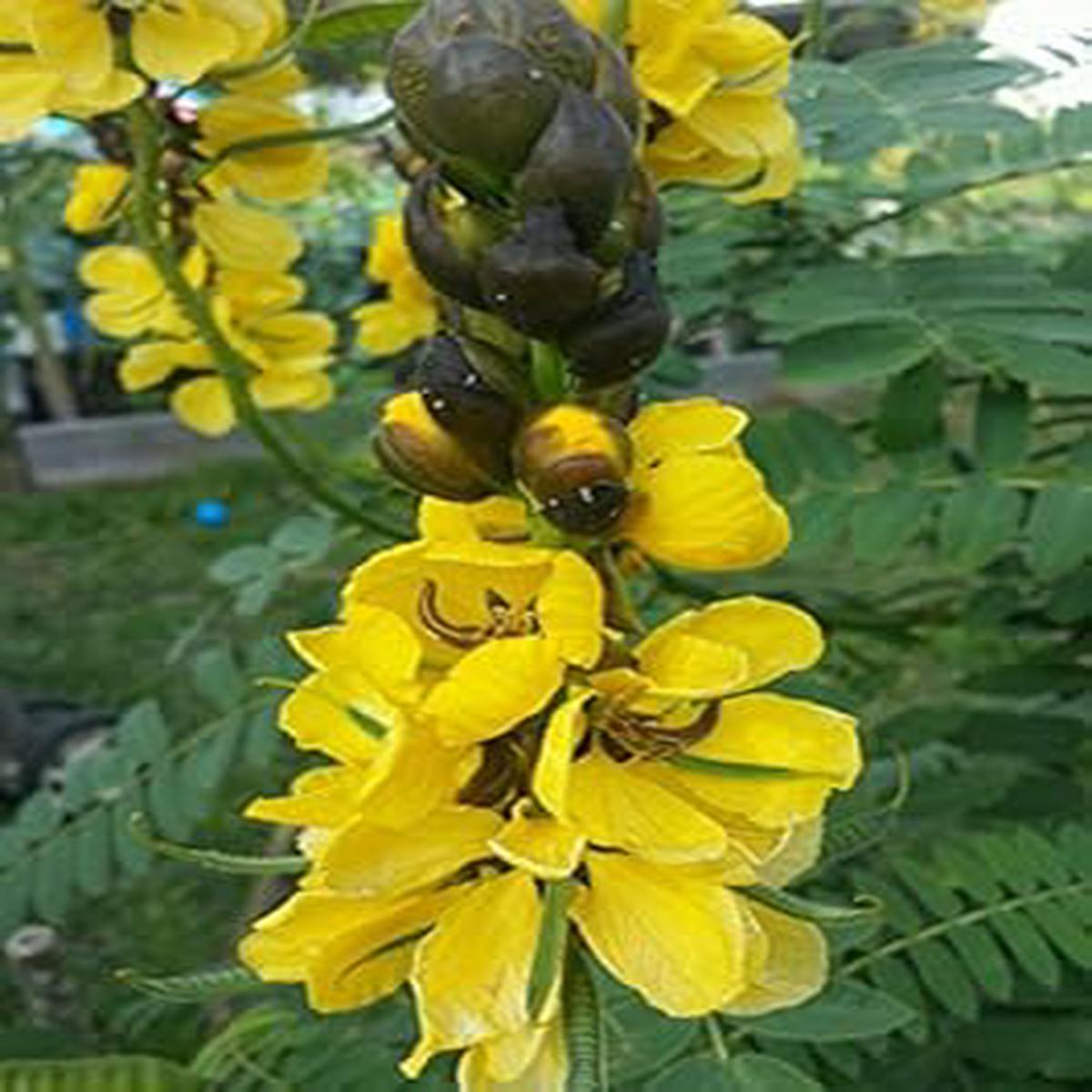 Yellow Didymobotrya Plant Seeds for Planting 100 Pcs pcs