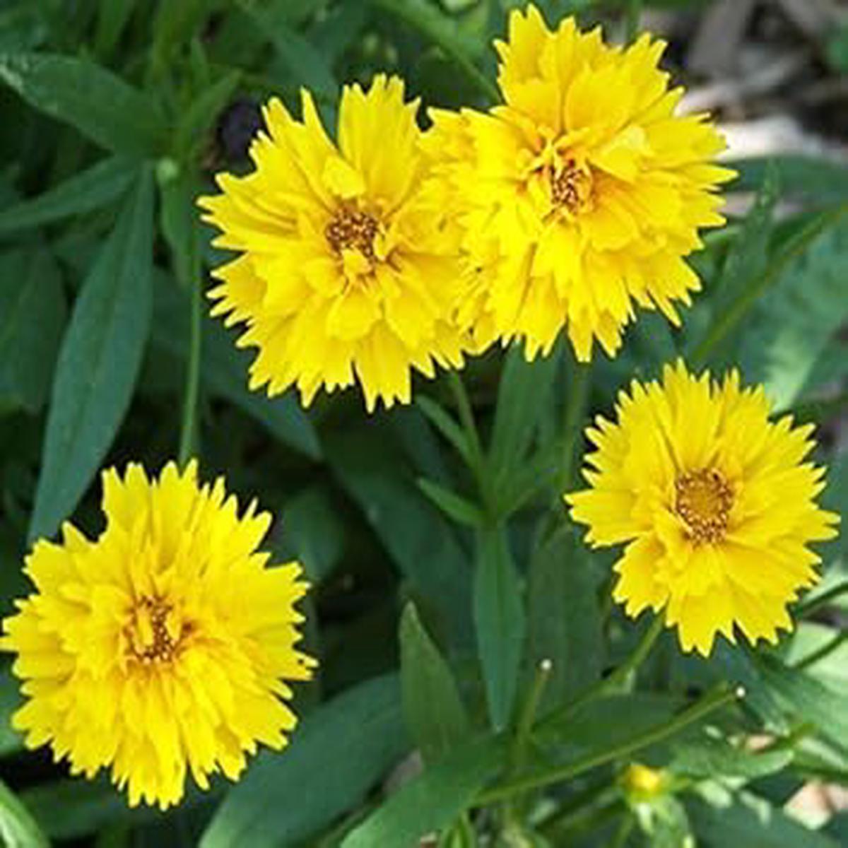 Yellow Early Sunrise Seeds for Planting Organic, Heirloom, Non-GMO Flower Seeds