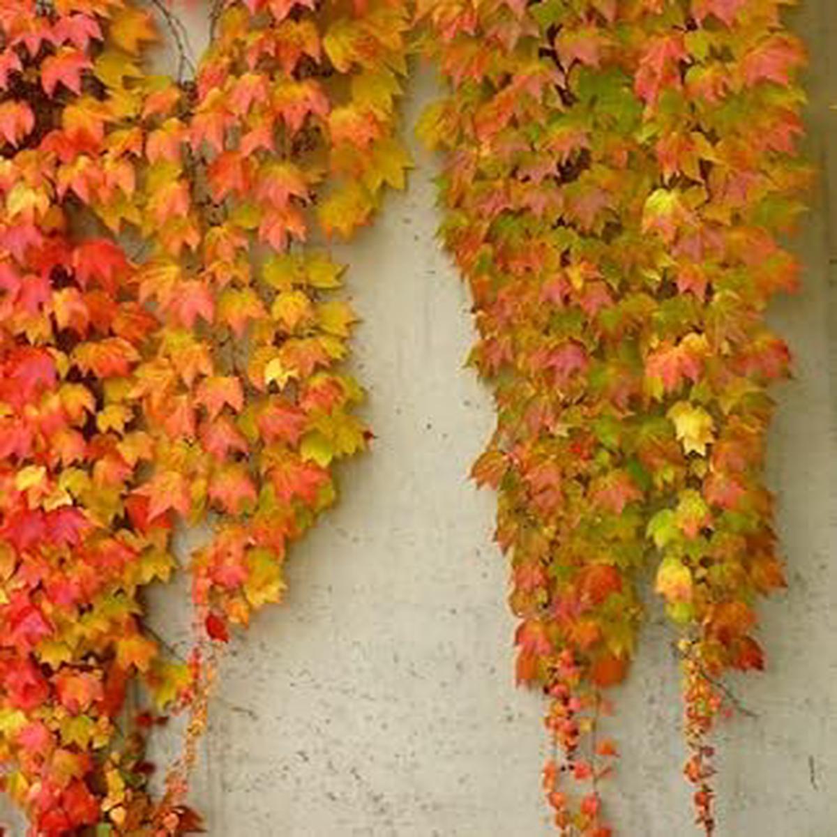 Yellow Red Boston Ivy Flower seeds for Planting - Shade Tolerant, Heirloom & GMO Free Seeds for Home Garden