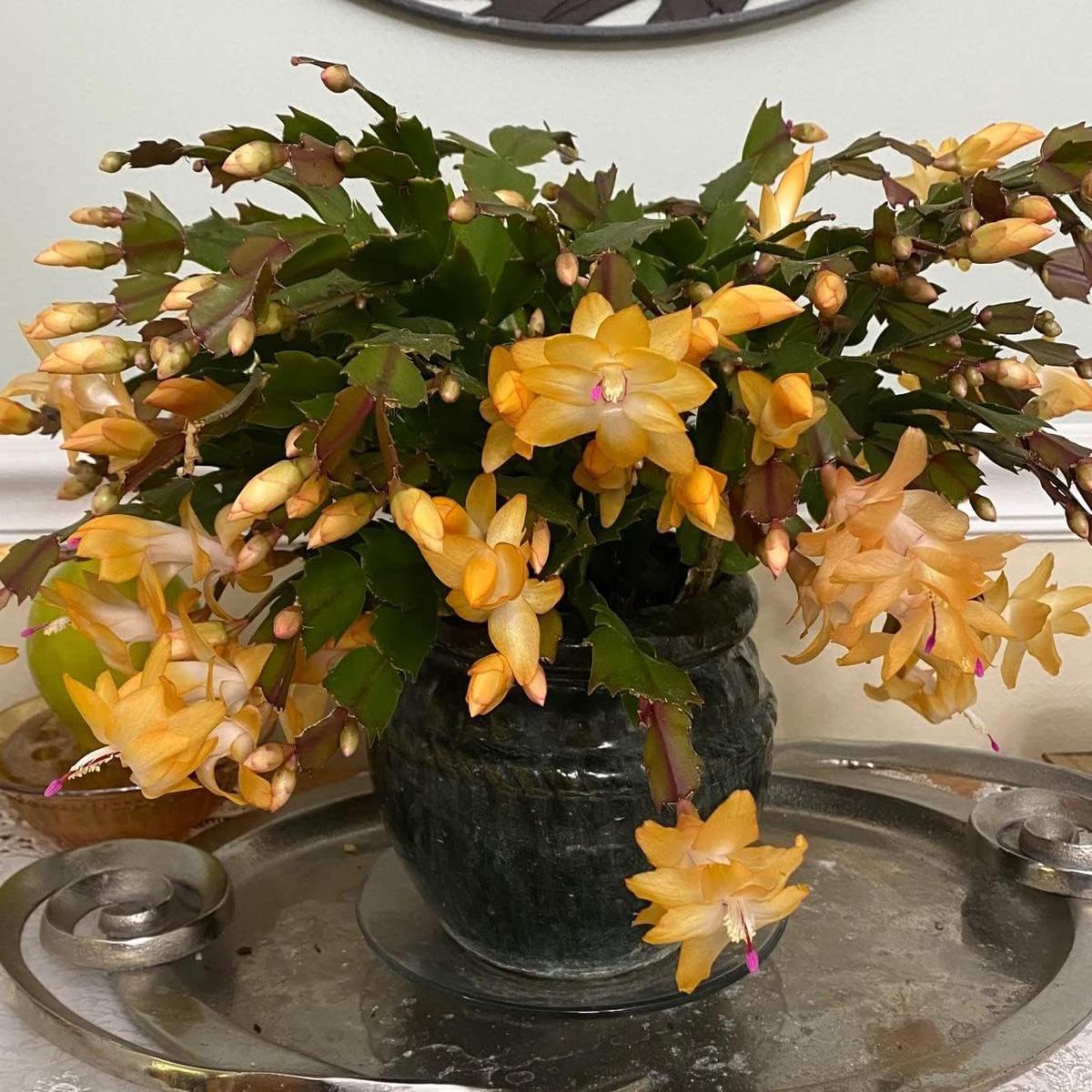 Yellow Schlumbergera Flower Seeds for Planting Heirloom, Non-GMO, High Germination Christmas Cactus Seeds
