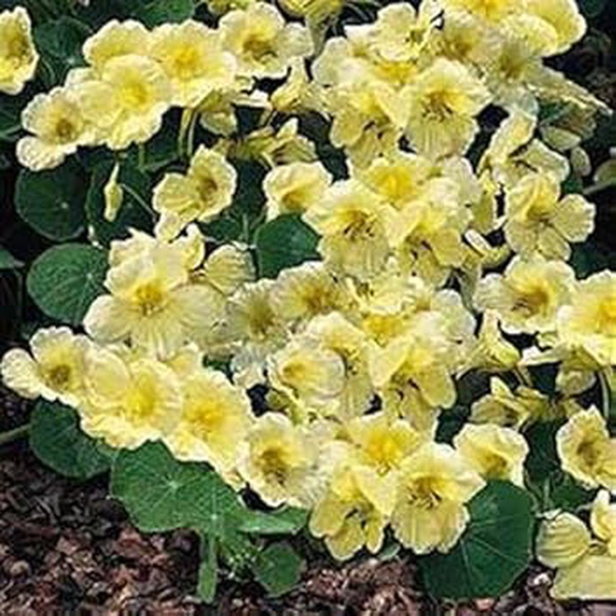 Yellow White Milkmaid Flower seeds for Planting - Fragrant Blossoms, Heirloom & GMO Free Seeds for Home Garden