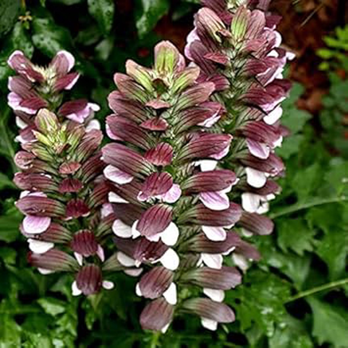 Bears Breeches Plant Seeds for Planting Heirloom & Non-GMO Perennial Garden Seeds