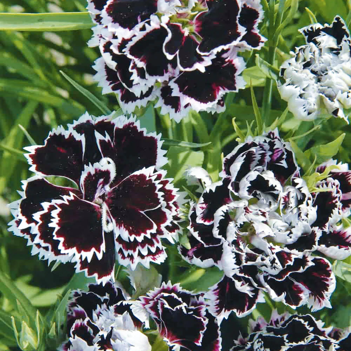 Black White Carnation Flower Seeds for Planting Heirloom, Non-GMO, High Germination Organic Garden Seeds