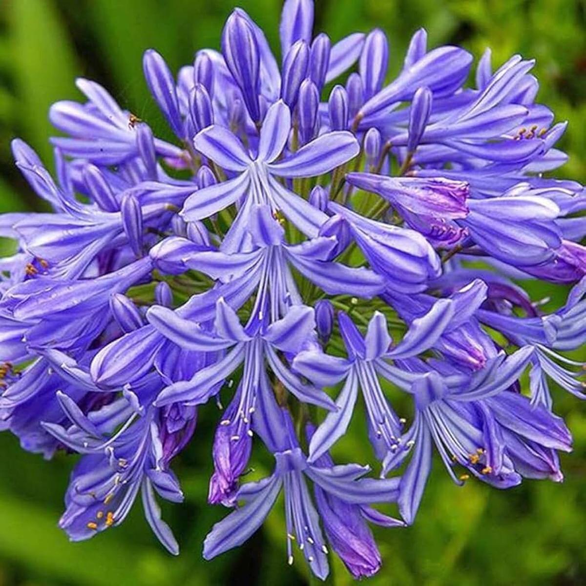 Blue Agapanthus Seeds for Planting Heirloom, Non-GMO, High Germination Organic Garden Seeds