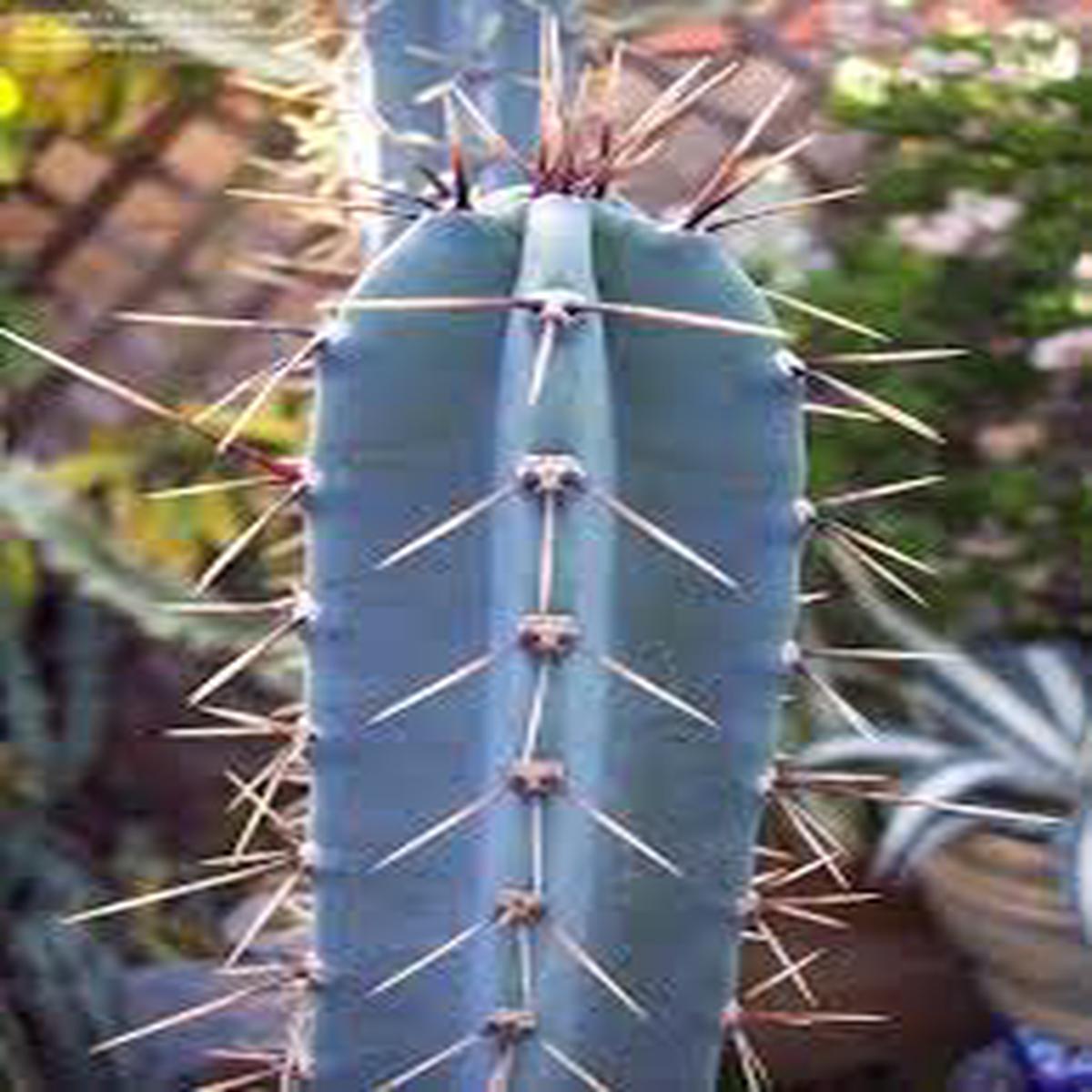 Blue Hankeanus Plant Seeds for Planting - 100