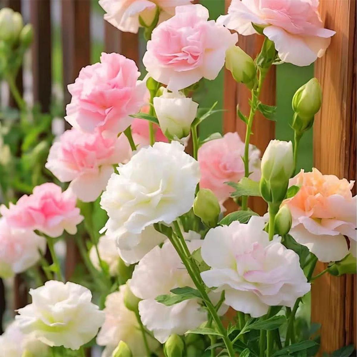 Bonsai Lisianthus Eustoma Grandiflorum Flower Seeds for Planting in Indoor Pots and Balcony Displays