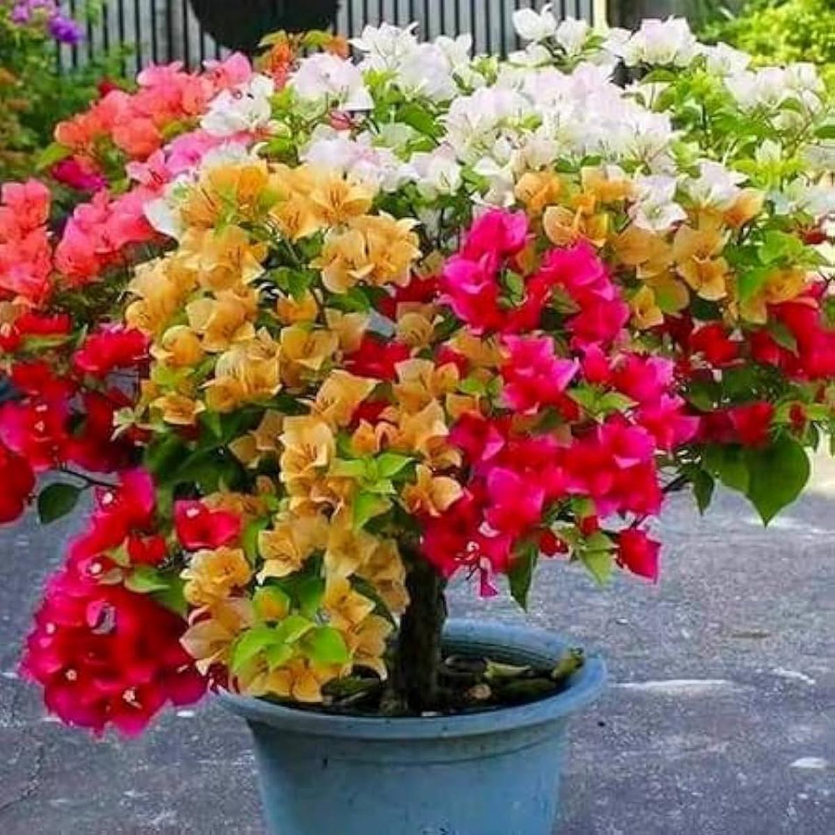 Bougainvillea Mixed Flowering Seeds For Planting Pack
