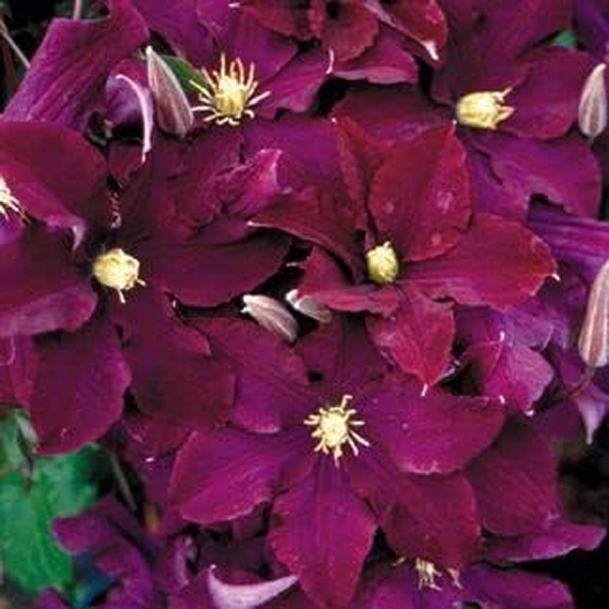 Burgundy Clematis Flower seeds for Planting Sun Loving Heirloom & GMO Free Seeds for Home Garden