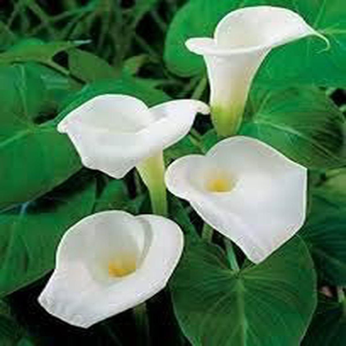 Calla Lily White Flower Seeds for Planting Heirloom & Non-GMO Elegant Bloom Garden Seeds