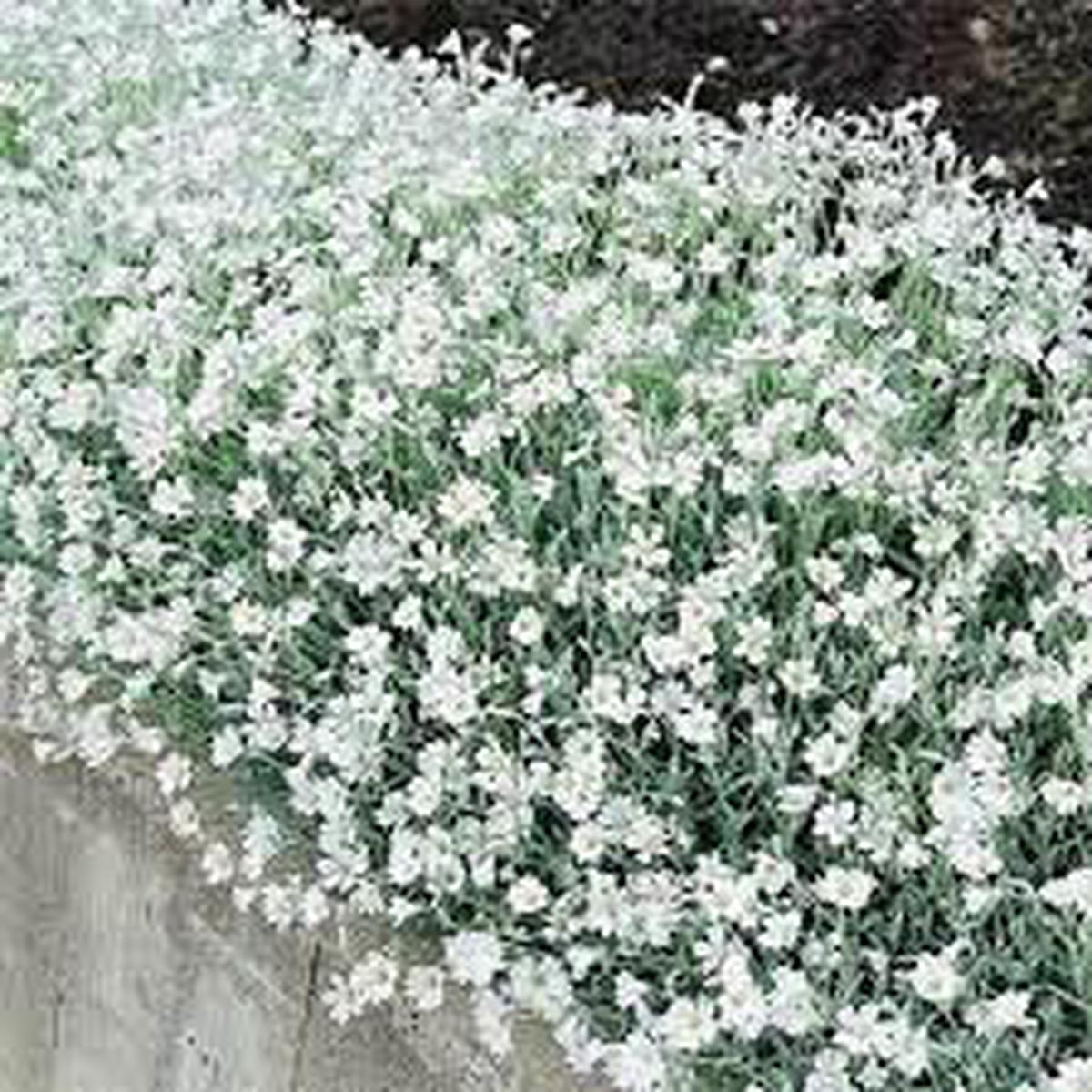 Carpet Flower Seeds for Planting  Heirloom, Non-GMO, High Germination Organic Garden Seeds