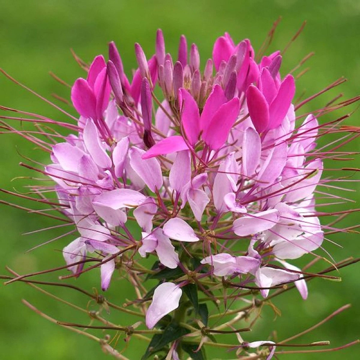 Cleome Flower Planting Heirloom Non Gmo Flower Flower Seeds Home Garden Planting, Blooming