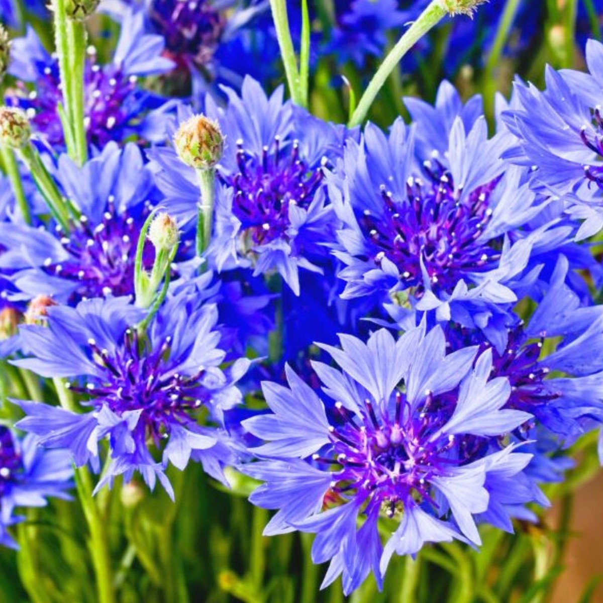 Cornflower Imperialis Mix Centaurea Moschata Annual Flowers Flower Seeds for Home Garden Planting,