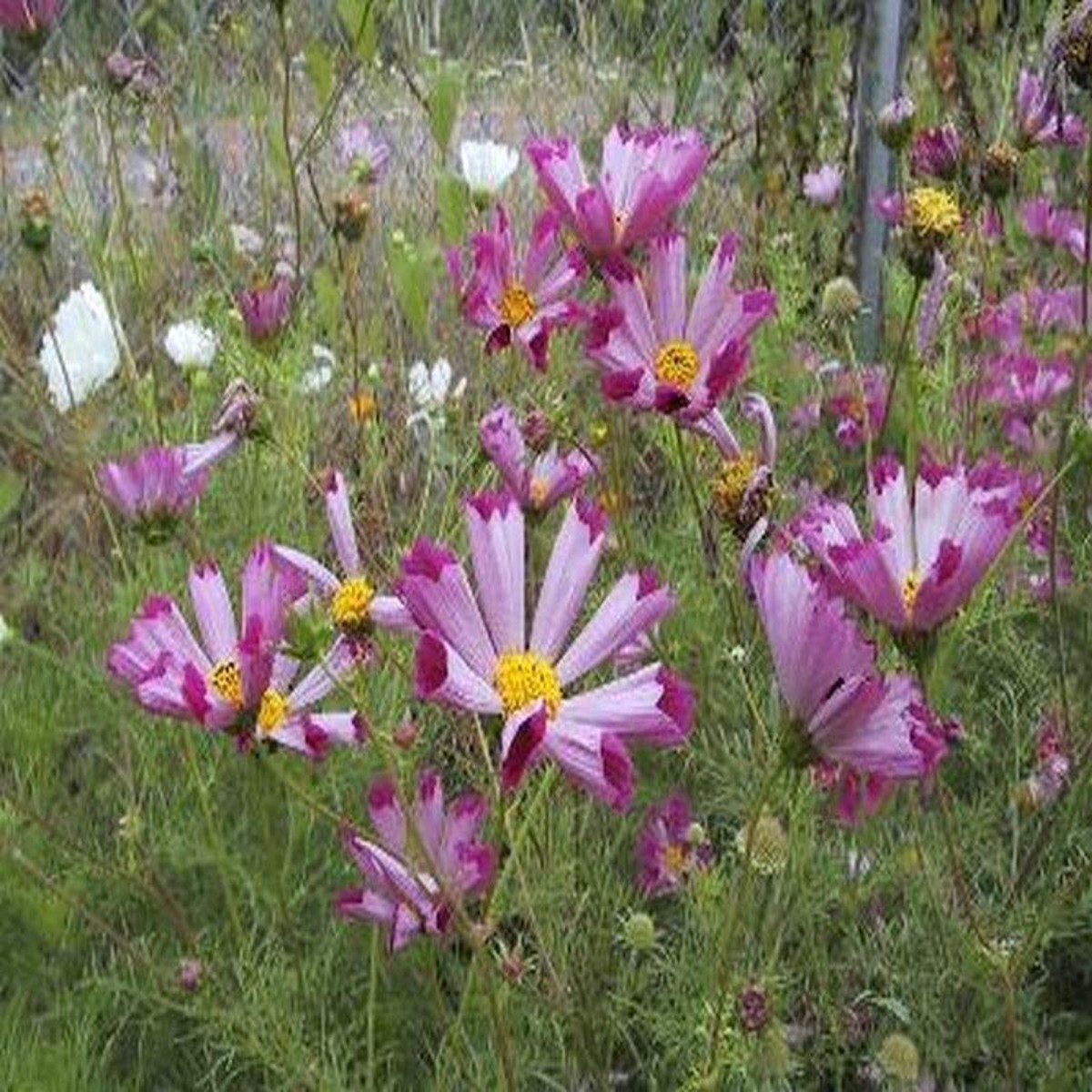 Cosmos Sea Shells Flower Seeds Plus Seeds