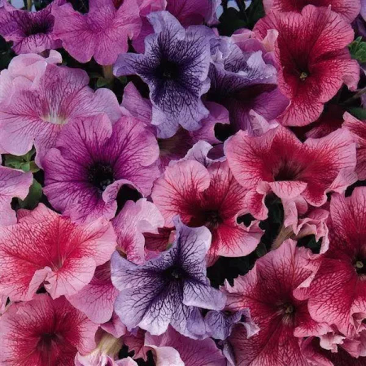 Daddy Mix Petunia Seeds | Vintage Pastel Striped Petunia Blend  Heirloom, Non-GMO, High Germination Organic Garden Seeds