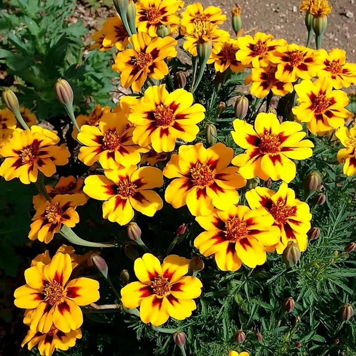 Dainty Marietta French Marigold Seeds - 200 Count, Compact Bright Blooms, Outdoor