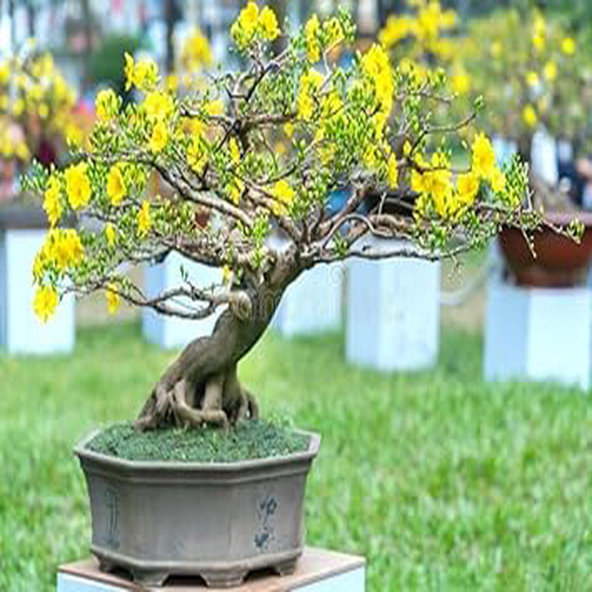 Dark Yellow Azalea Flower Seeds for Planting Heirloom, Non-GMO, High Germination Vibrant Shrub Bloom Seeds