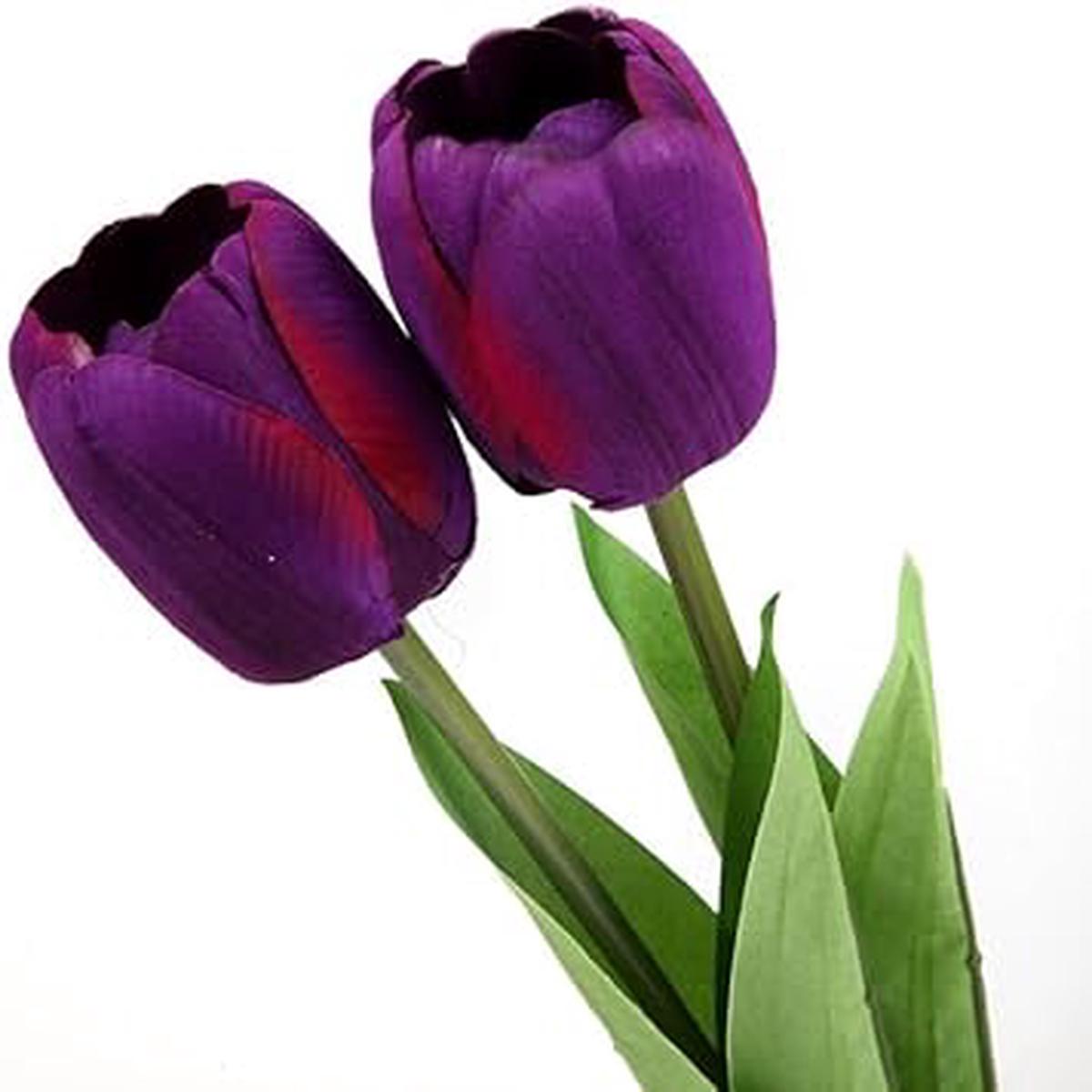 Deep Purple Tulip Flower Seeds Heirloom Non-GMO Organic Garden Seeds for Planting, High Germination Vibrant Blooms