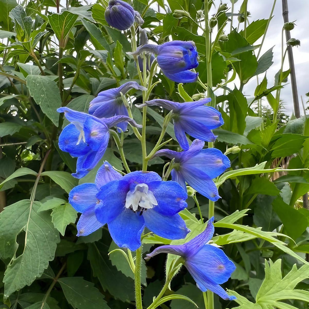 Delphinium Flower Seeds for Planting Heirloom, Non-GMO, Easy to Grow, Perennial Blooms