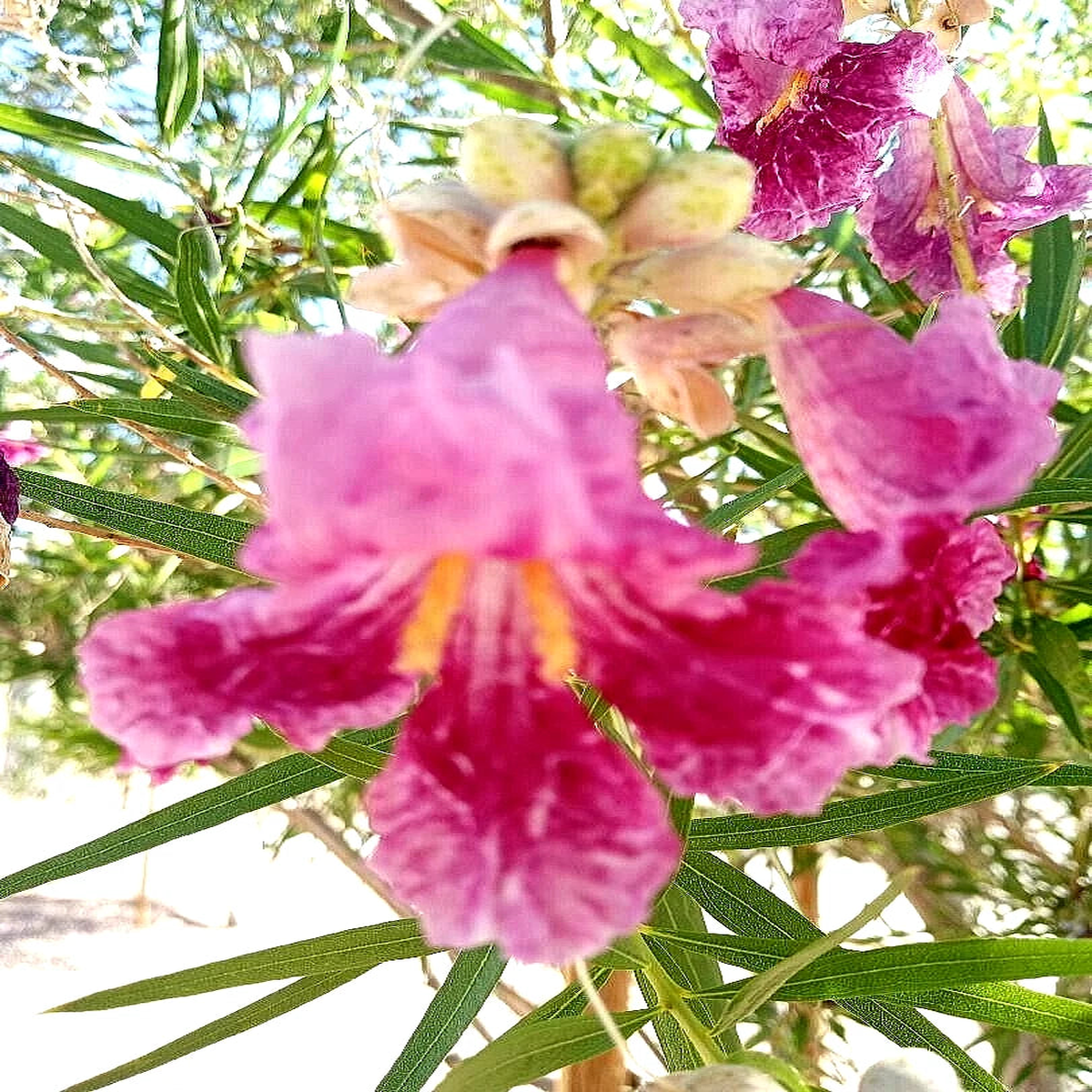 DESERT WILLOW SEEDS AZ Purple Rose Orchid Drought Toler  Heirloom, Non-GMO, High Germination Organic Garden Seeds