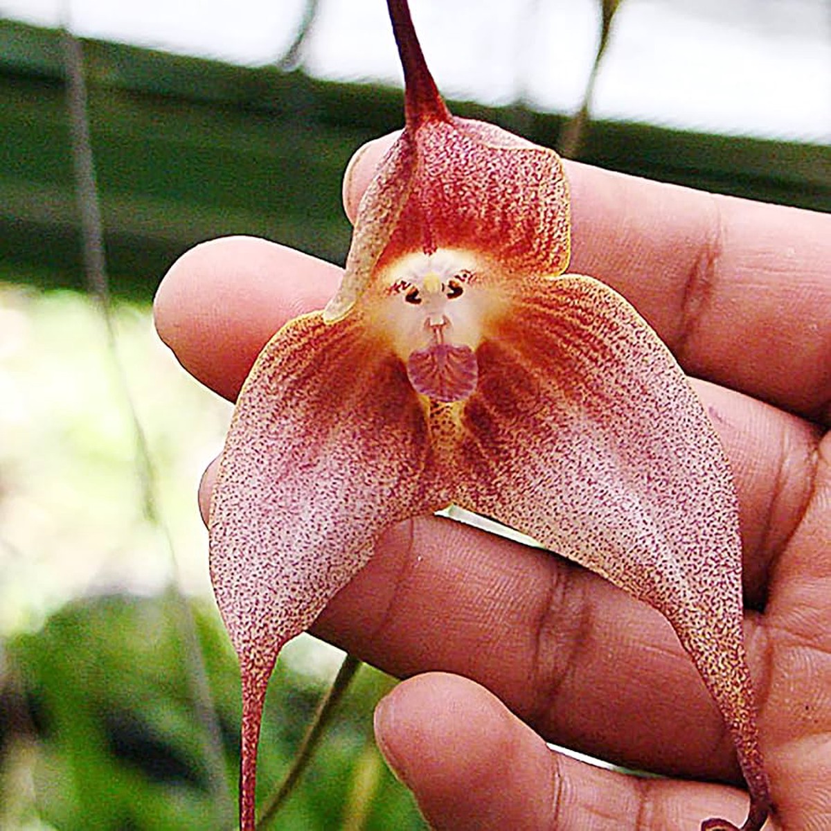 Dracula Orchid For Planting Dracula Spp For Tropical Gardens And Orchid Collections Flower Seeds