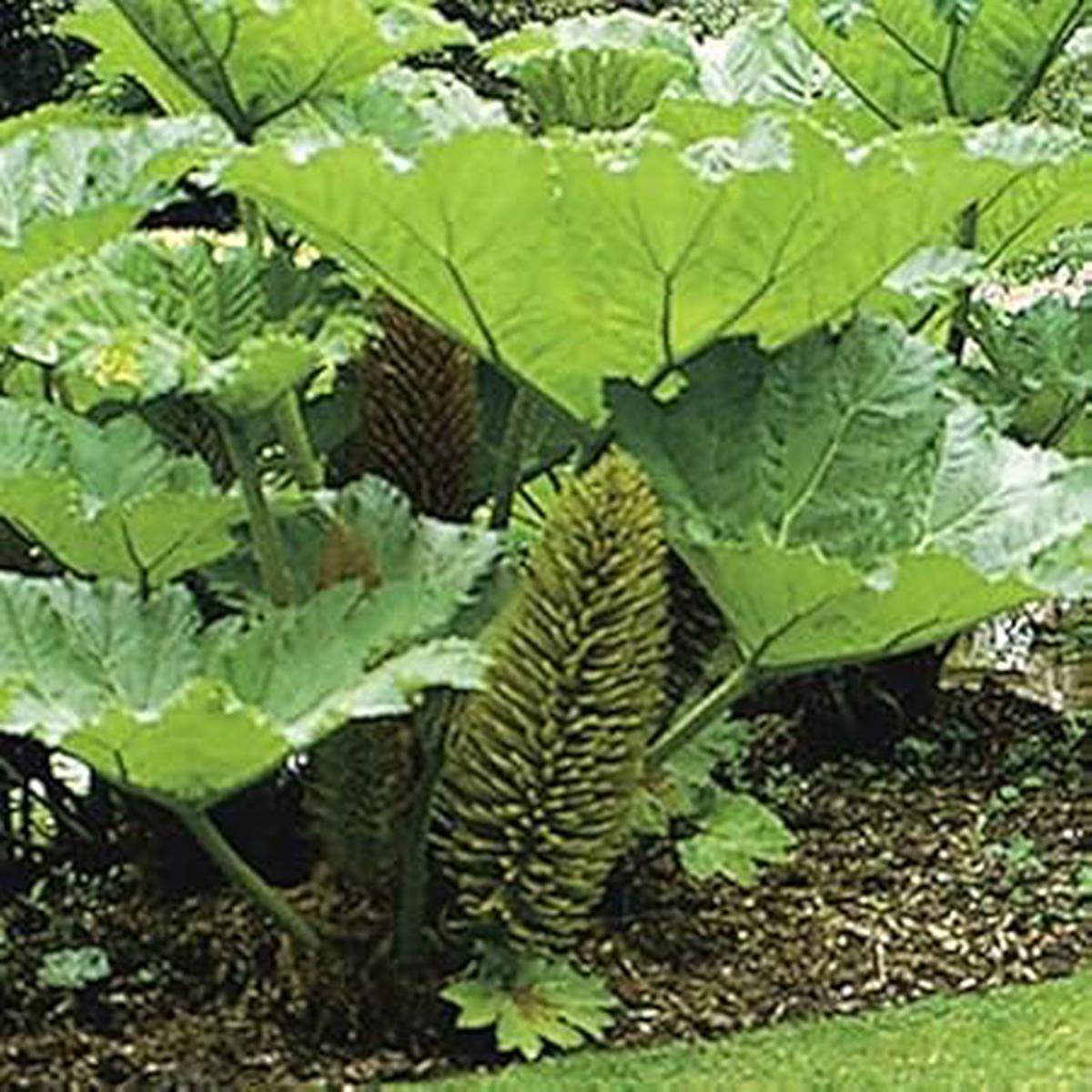 Giant Gunnera Manicata Plant Seeds for Planting  Heirloom & Non-GMO Tropical Foliage Seeds