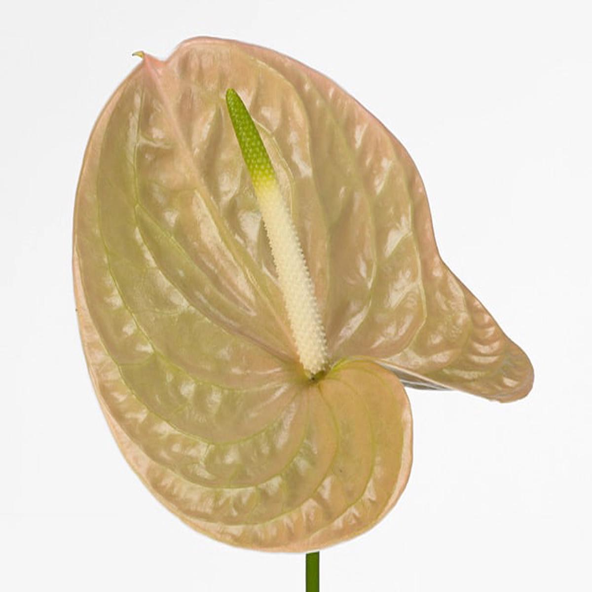 Gold Yellow Anthurium Flower Seeds for Planting  Heirloom, Non-GMO, High Germination Garden Seeds