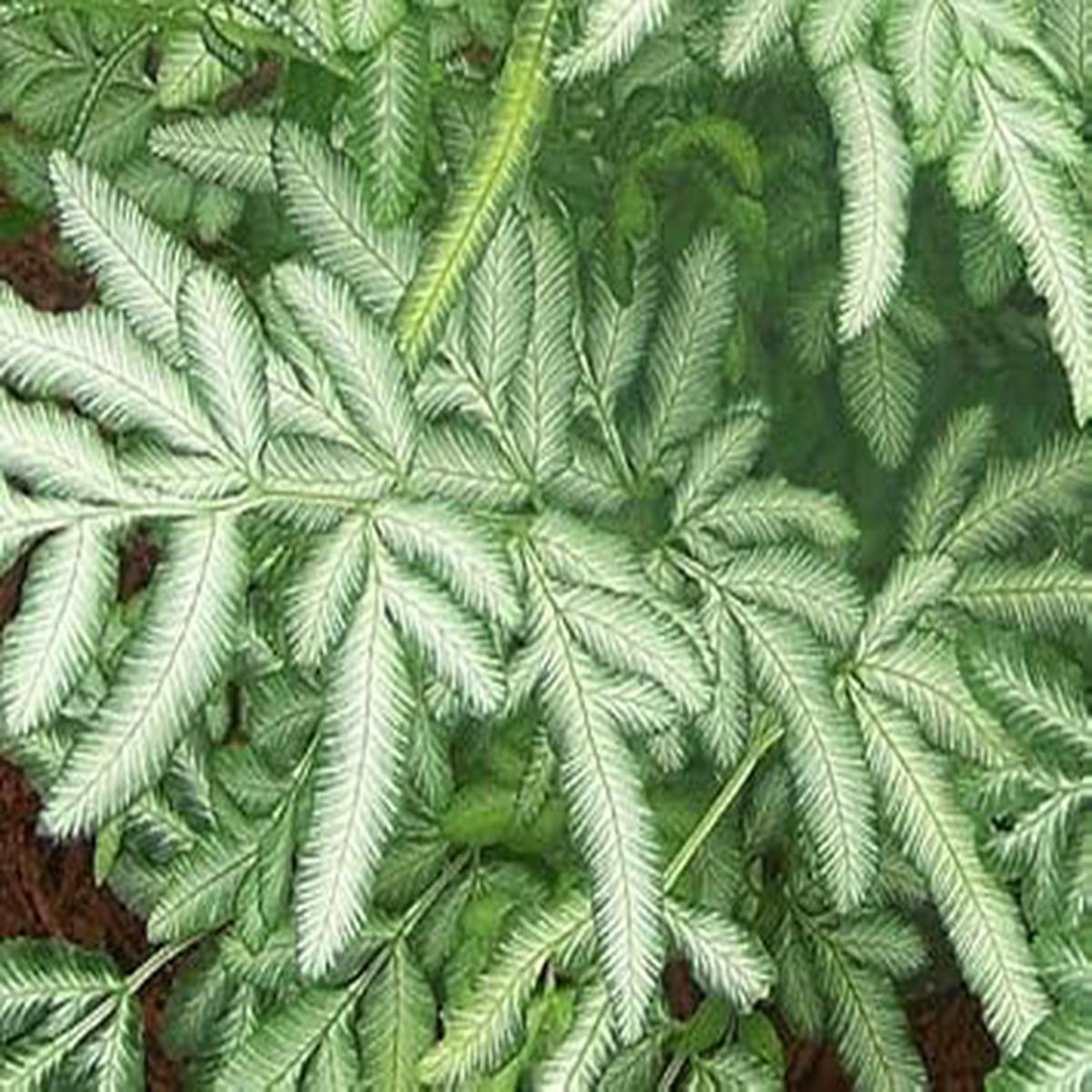 Green & White Fern Heirloom Non-GMO Seeds for Planting Organic Garden Seeds with High Germination