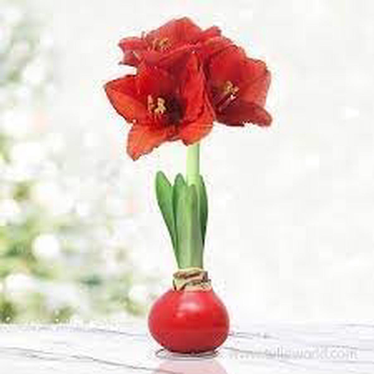 Heirloom Amaryllis Flower Seeds Non-GMO, High Germination Organic Garden Seeds