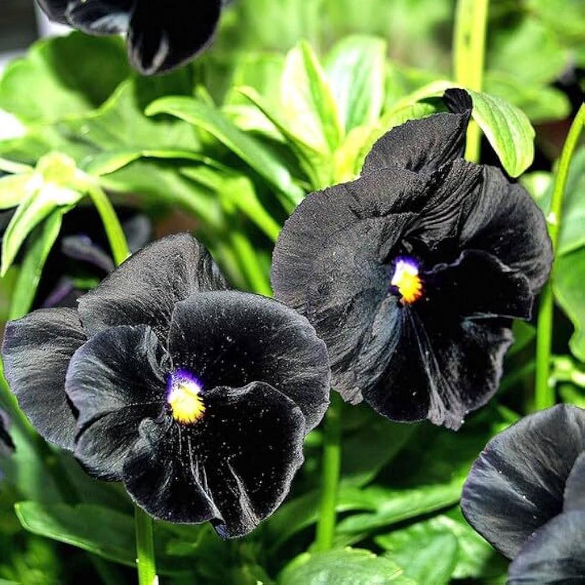 Heirloom Non-GMO Black Viola Flower Seeds for Planting Unique Dark Blooming Flower Seeds