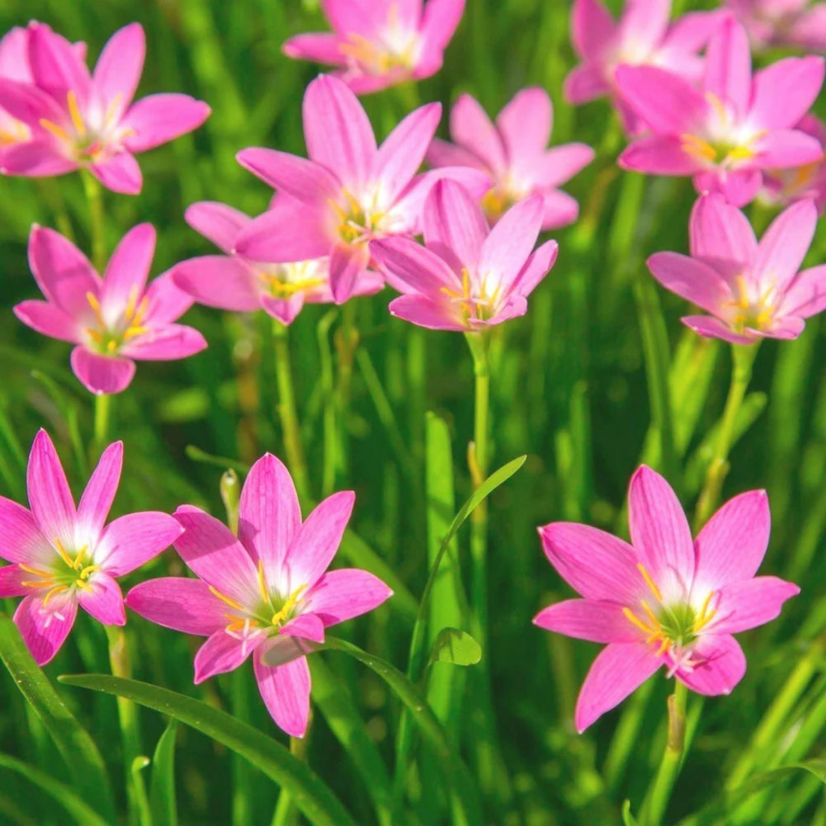 Heirloom Non-GMO Pink Habranthus Robustus Flower Seeds for Garden Planting Rain Lily Variety