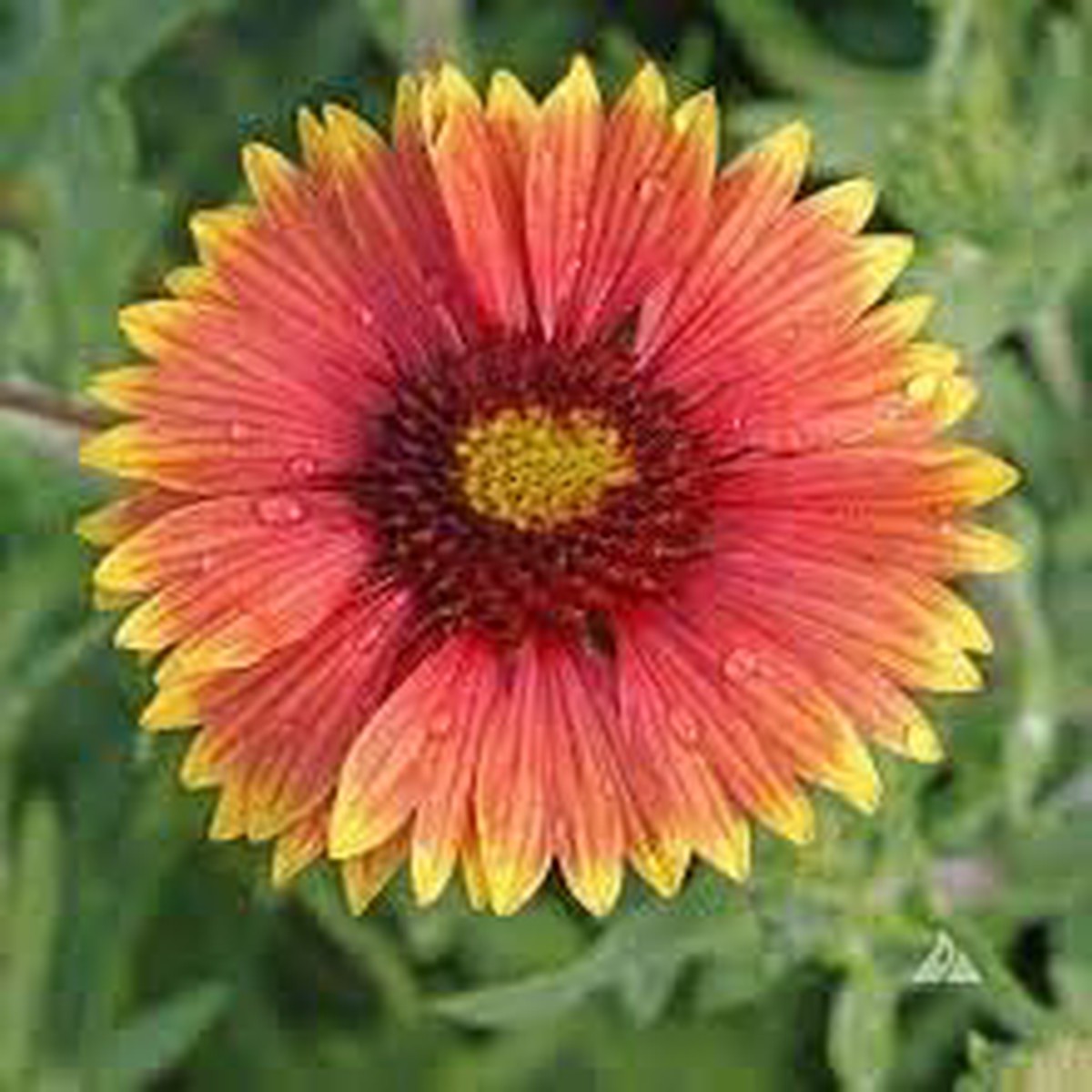 Indian Blanket Wildflower Seeds for Planting - NON GMO Seeds | Heirloom Organic Garden Seeds, High Germination