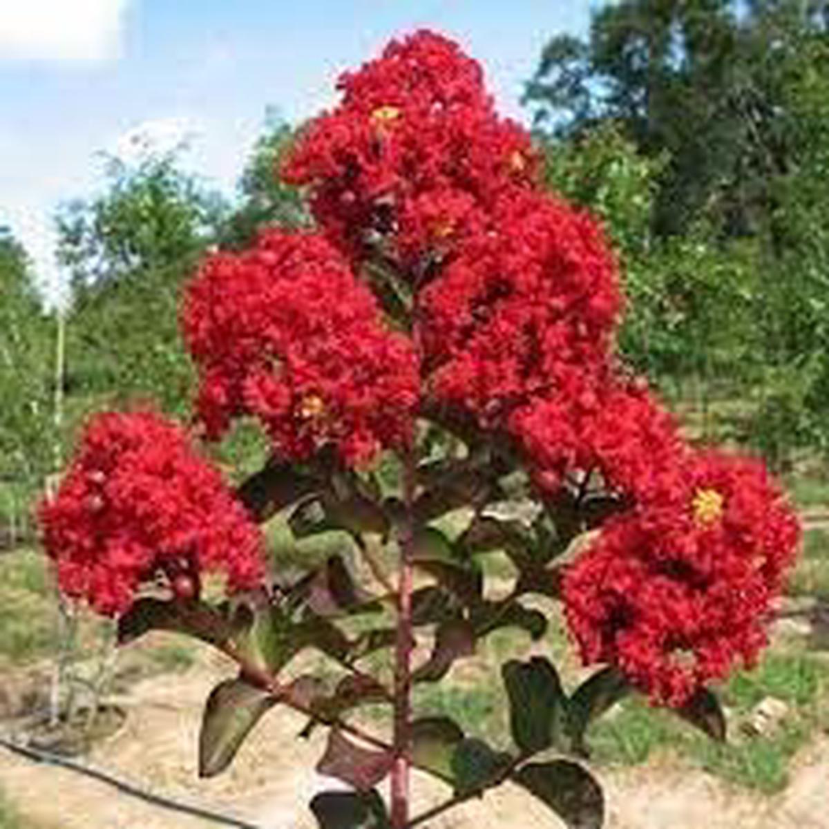 Lagerstroemia Flower seeds for Planting Premium Quality Heirloom & GMO Free Seeds for Home Garden   Sale