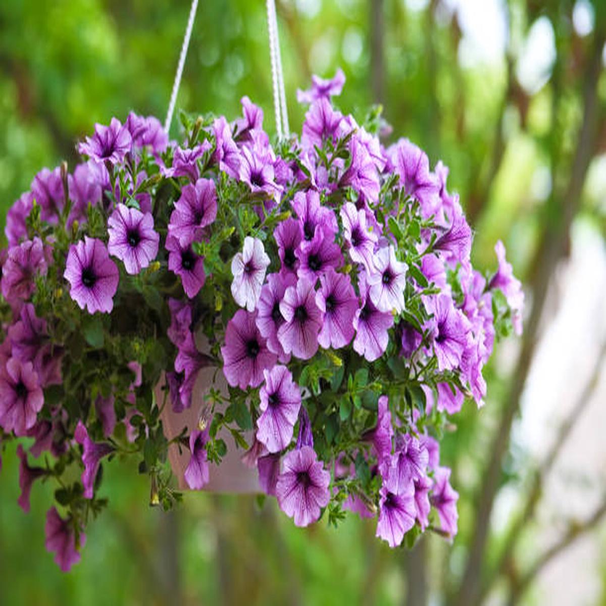 Light Lavender Hanging Petunia Seeds for Planting  Heirloom Non-GMO High Germination Organic Garden Seeds