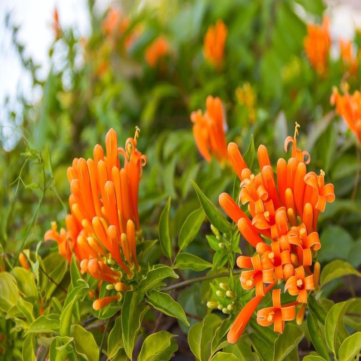 Light Orange Pyrostegia Venusta Flower Seeds Heirloom Non-GMO Climbing Seeds for Planting, High Germination