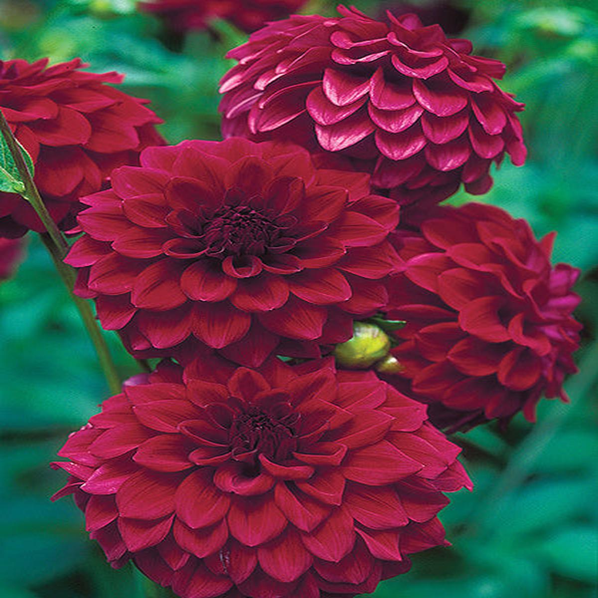 Maroon Red Dahlia Flower Seeds for Planting Heirloom, Non-GMO, High Germination Organic Garden Seeds