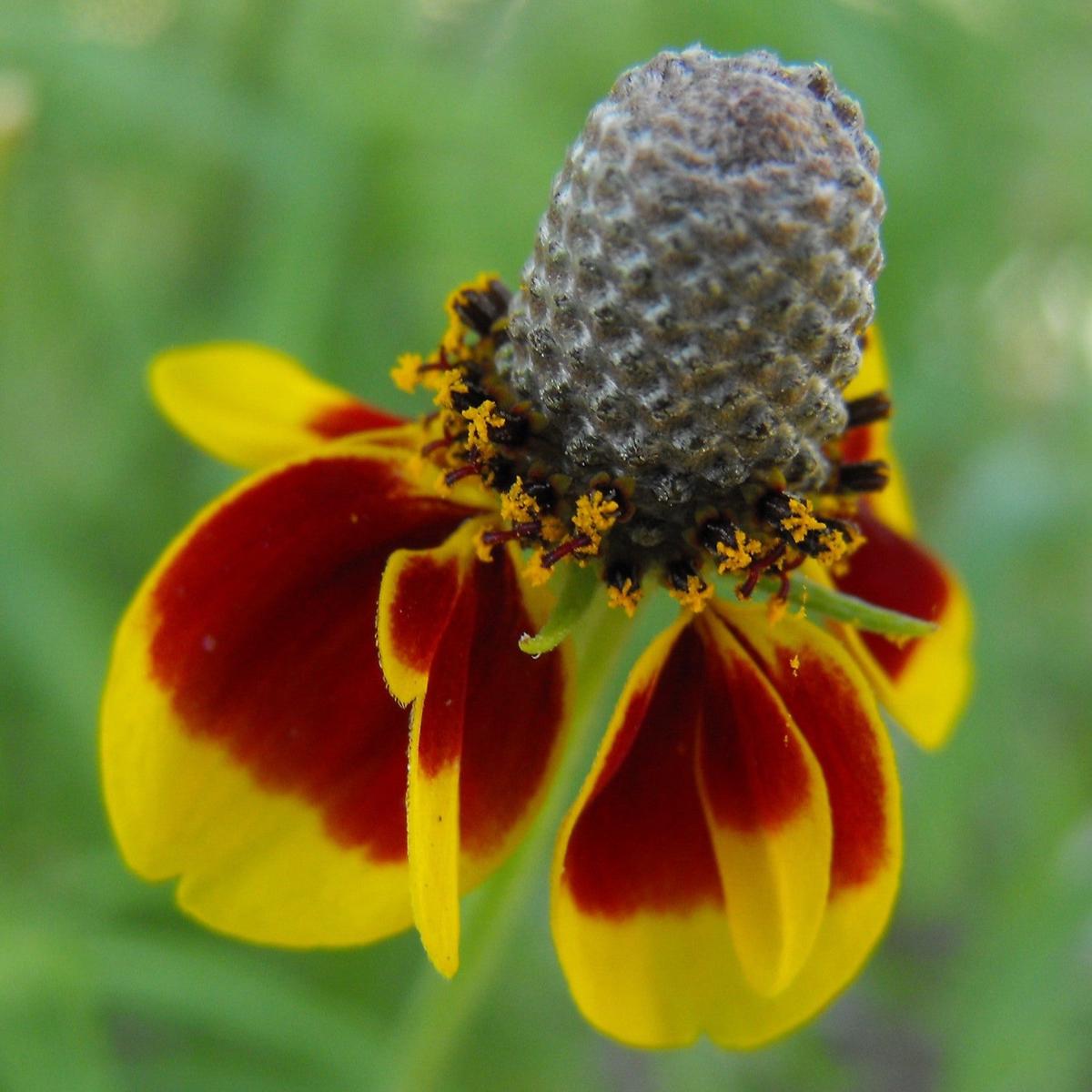 Mexican Hat Flower Seeds for Planting Heirloom, Non-GMO, Pollinator-Friendly, Perennial