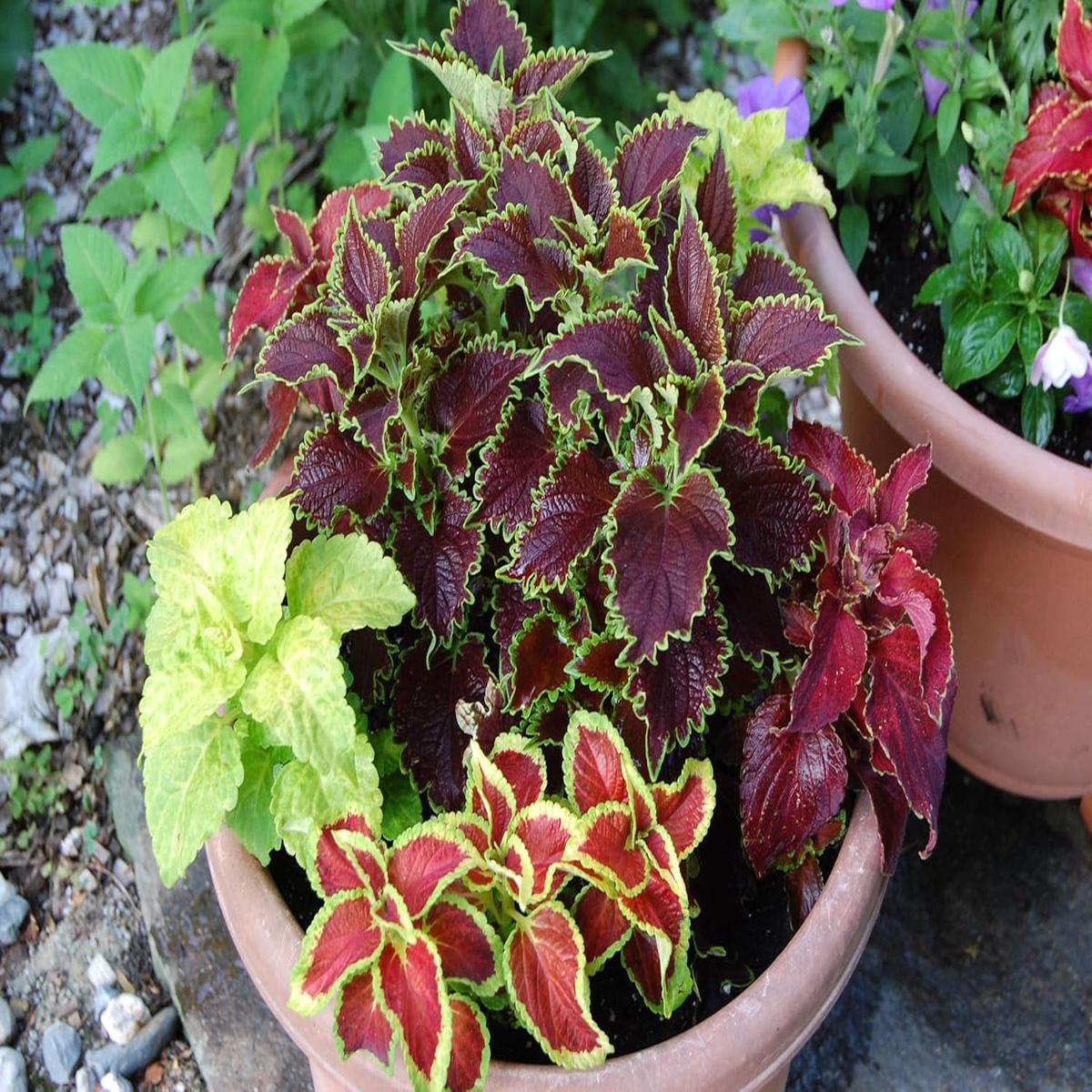 Mixed Coleus Flower Seeds for Planting | Heirloom Non-GMO High Germination Organic Garden Seeds